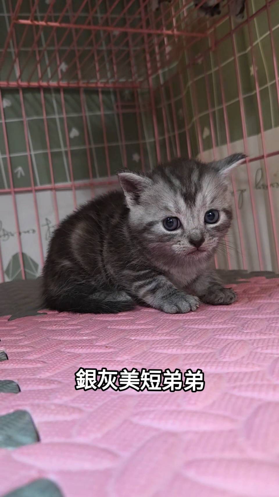 刻在你心底的貓／銀灰螺旋紋美國短毛貓