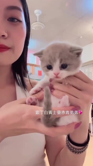 星光貓舍／紫丁白賓士曼赤肯