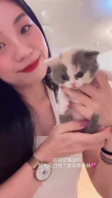 星光貓舍／藍三花白賓士曼赤肯