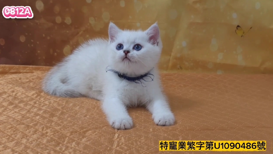 米琪蘇貓舍／銀點色英國短毛貓