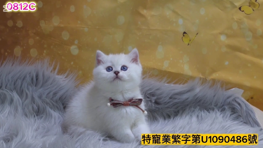 米琪蘇貓舍／銀點色英國短毛貓