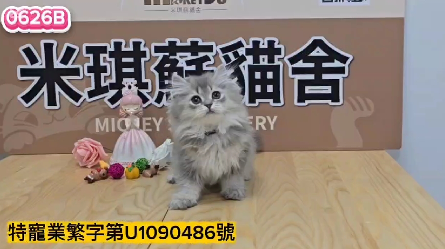 米琪蘇貓舍／藍金漸層英國長毛貓