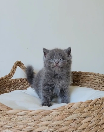 天使貓園／藍色英國短毛貓