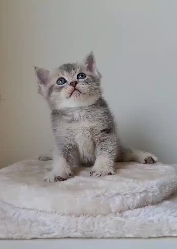 天使貓園／藍金漸層英國短毛貓