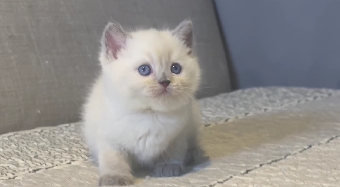 尊爵名皇／藍端重點英國短毛貓