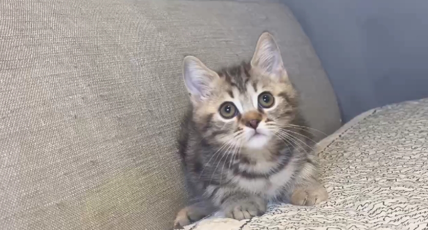 尊爵名皇／螺旋紋美國短毛貓