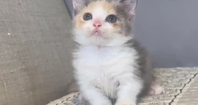 尊爵名皇／藍三花賓士曼赤肯