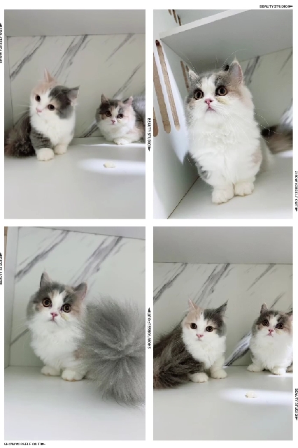 布魯斯貓舍／淺三花小步舞曲