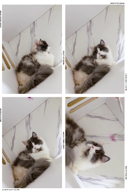 布魯斯貓舍／藍三花小步舞曲