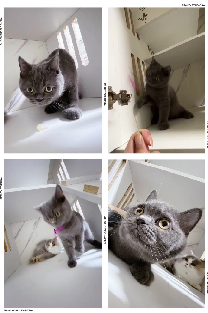 布魯斯貓舍／藍色英國短毛貓