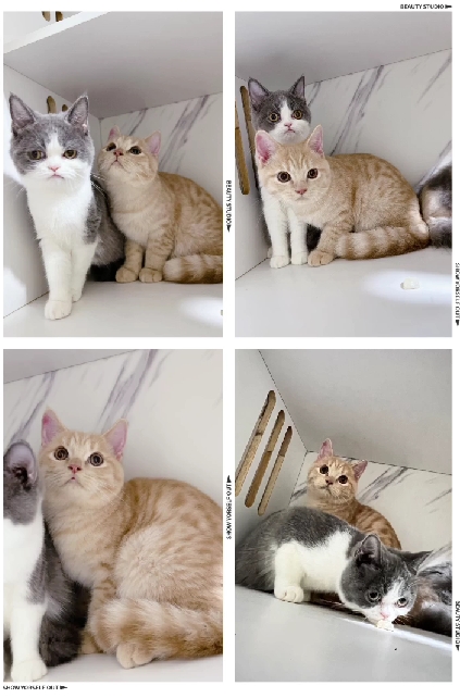 布魯斯貓舍／奶油色英國短毛貓