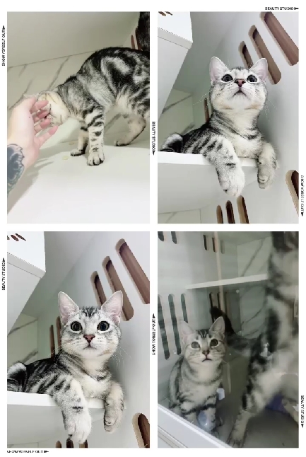 布魯斯貓舍／銀白螺旋紋美國短毛貓