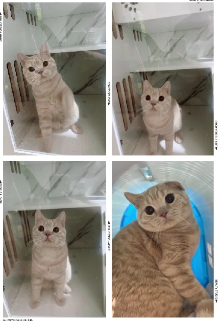 布魯斯貓舍／奶油色英國短毛貓