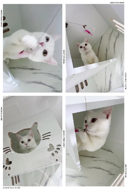 布魯斯貓舍／全白曼赤肯