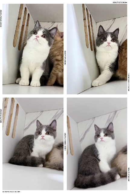 布魯斯貓舍／藍白賓士英國短毛貓