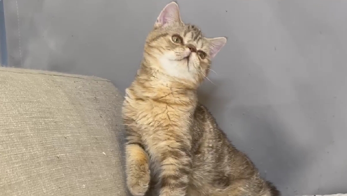 尊爵名皇／巧克力色異國短毛貓