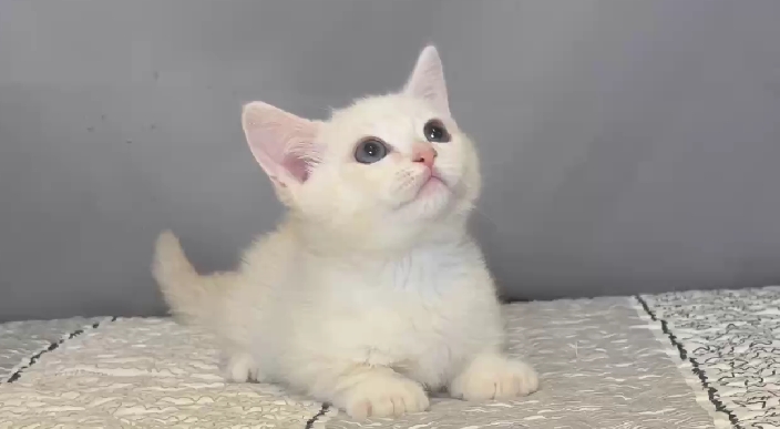 尊爵名皇／淺奶油白色曼赤肯