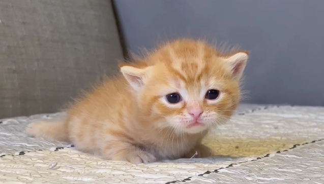 尊爵名皇／曼赤肯