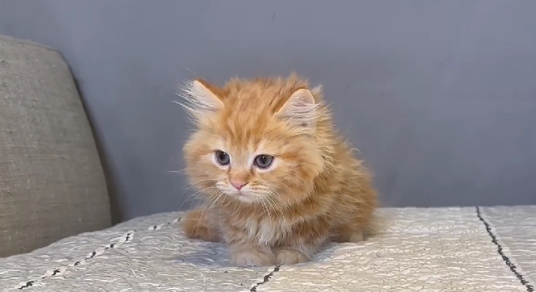 尊爵名皇／橘色長毛貓