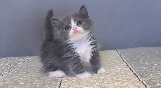 尊爵名皇／藍白賓士小步舞曲