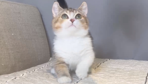 尊爵名皇／金加白曼赤肯