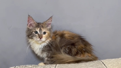 尊爵名皇／玳瑁色緬因貓