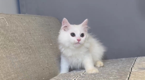 尊爵名皇／白色長毛貓