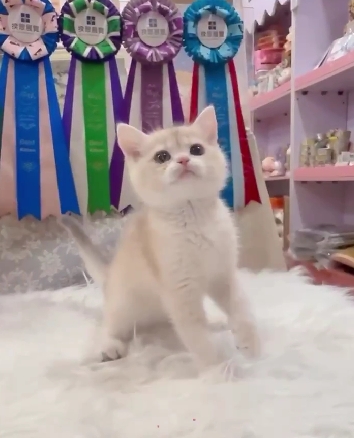 星光貓舍／焦糖藍金漸層英國短毛貓