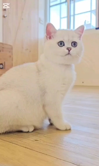 米琪蘇貓舍／銀漸層英國短毛貓