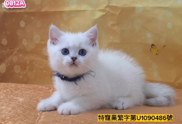 米琪蘇貓舍／銀點色英國短毛貓