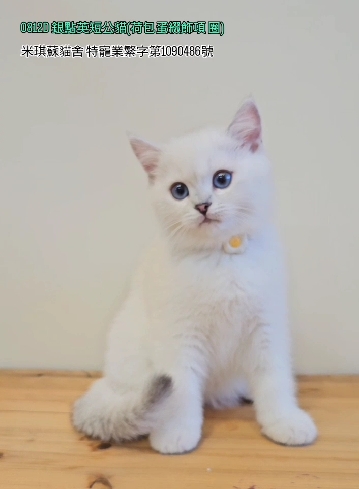 米琪蘇貓舍／銀點色英國短毛貓