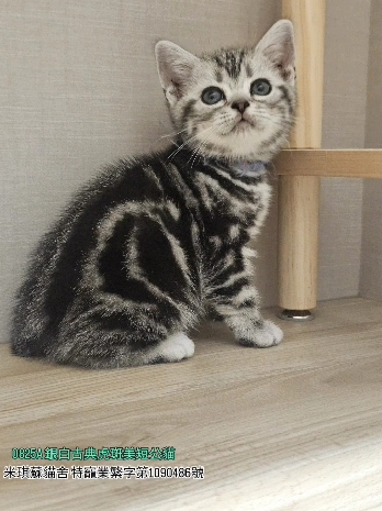 米琪蘇貓舍／美國短毛貓
