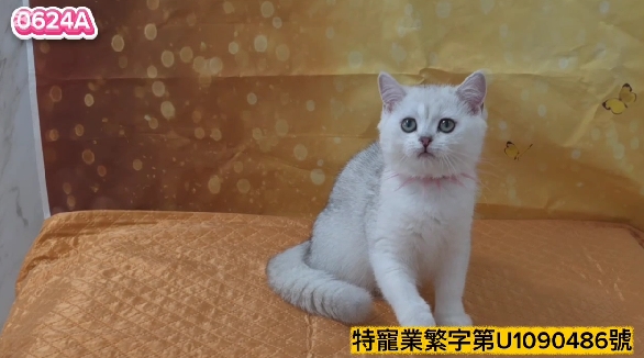 米琪蘇貓舍／銀漸層英國短毛貓