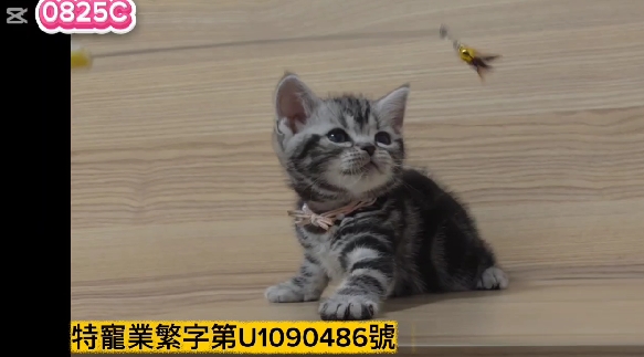 米琪蘇貓舍／美國短毛貓