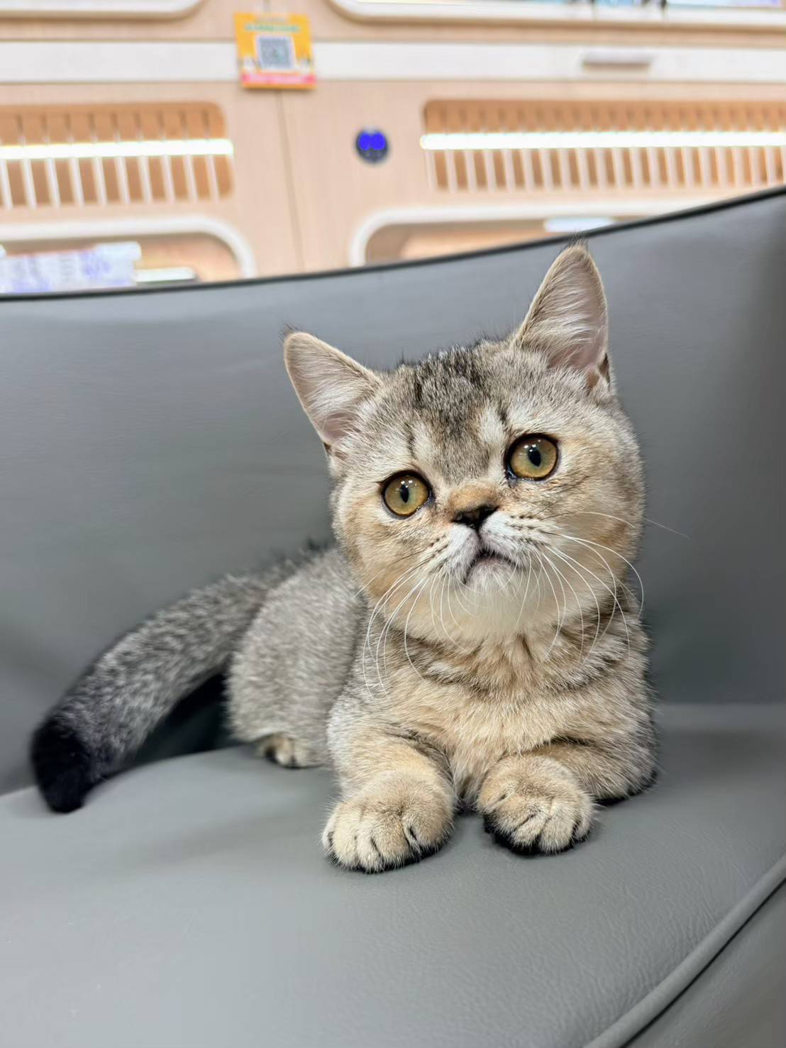 中圓寵物家族／曼赤肯