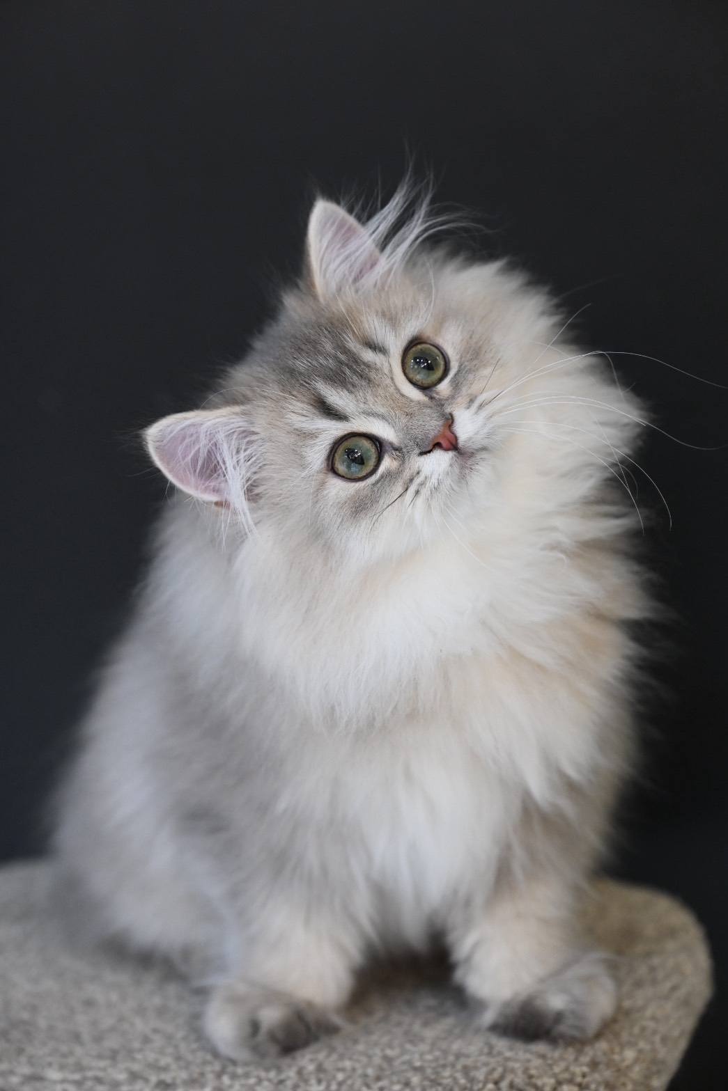 米琪蘇貓舍／藍金漸層英國長毛貓