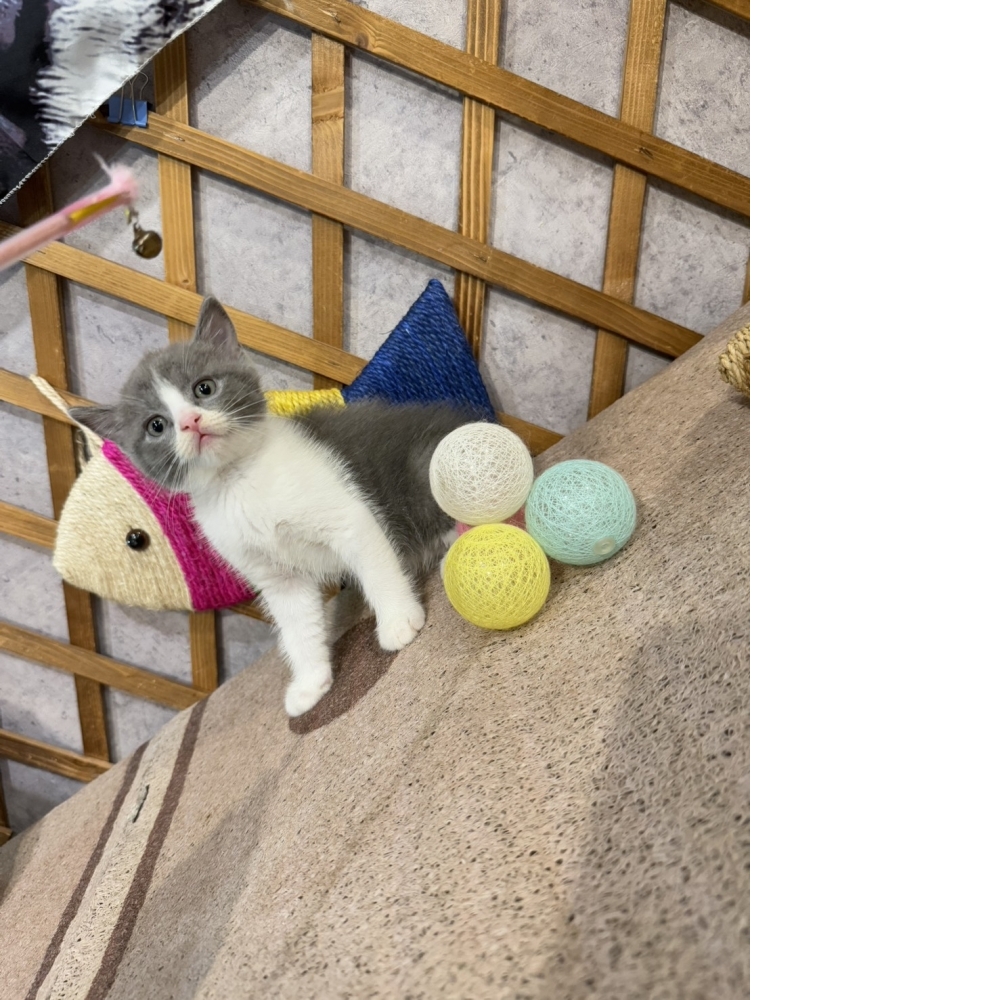 金瑟喵屋／藍白賓士英國短毛貓