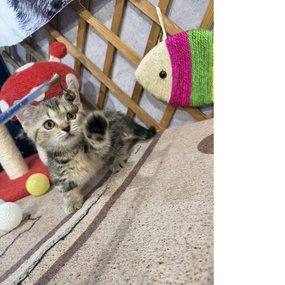 金瑟喵屋／古銅螺旋紋曼赤肯