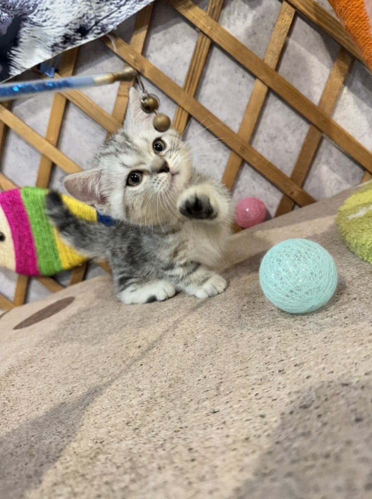 金瑟喵屋／銀白螺旋紋曼赤肯