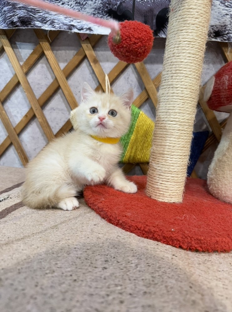 金瑟喵屋／奶油色英國短毛貓