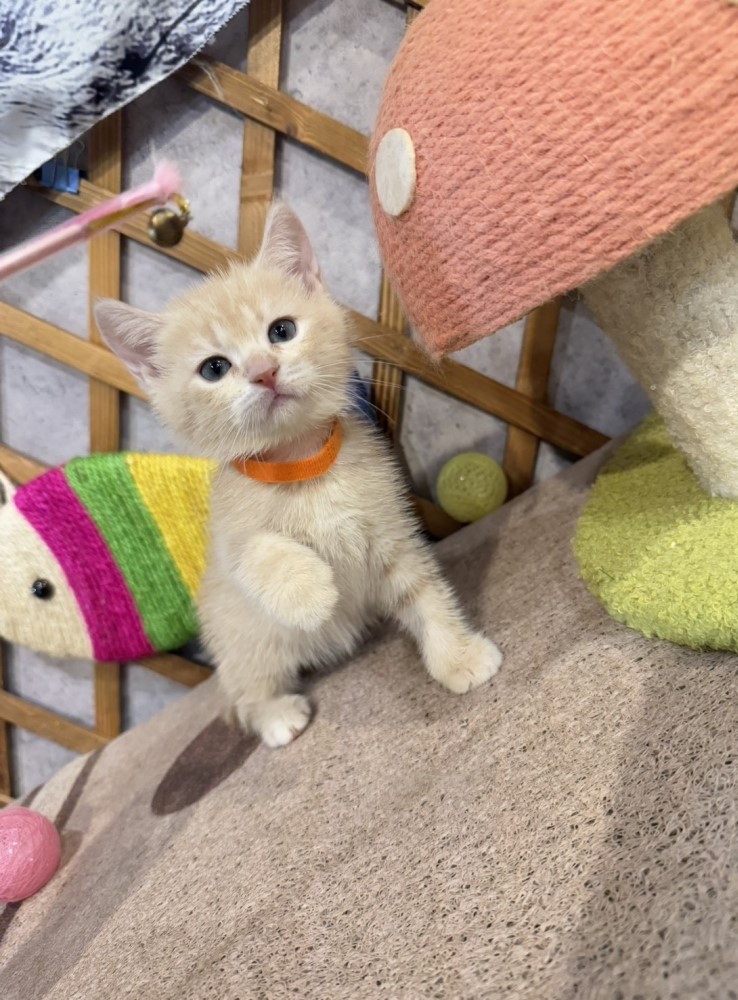 金瑟喵屋／奶油色英國短毛貓