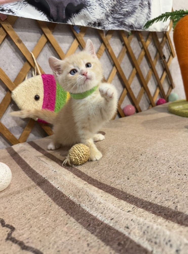 金瑟喵屋／奶油色英國短毛貓