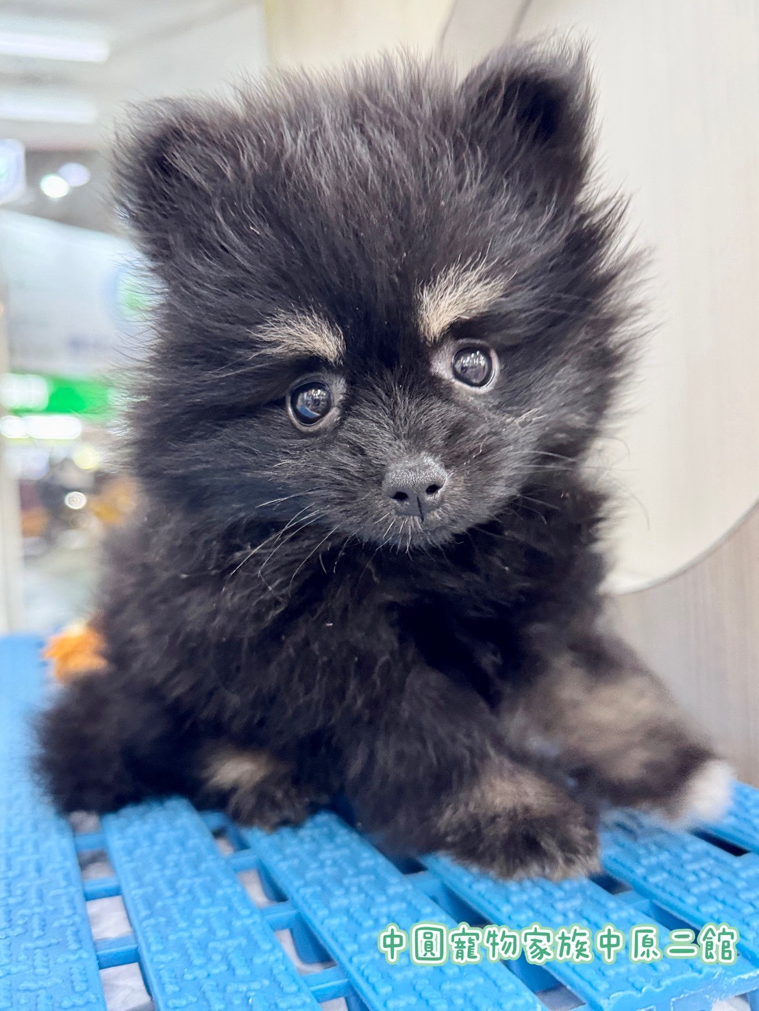 中圓寵物家族／黑四目博美犬