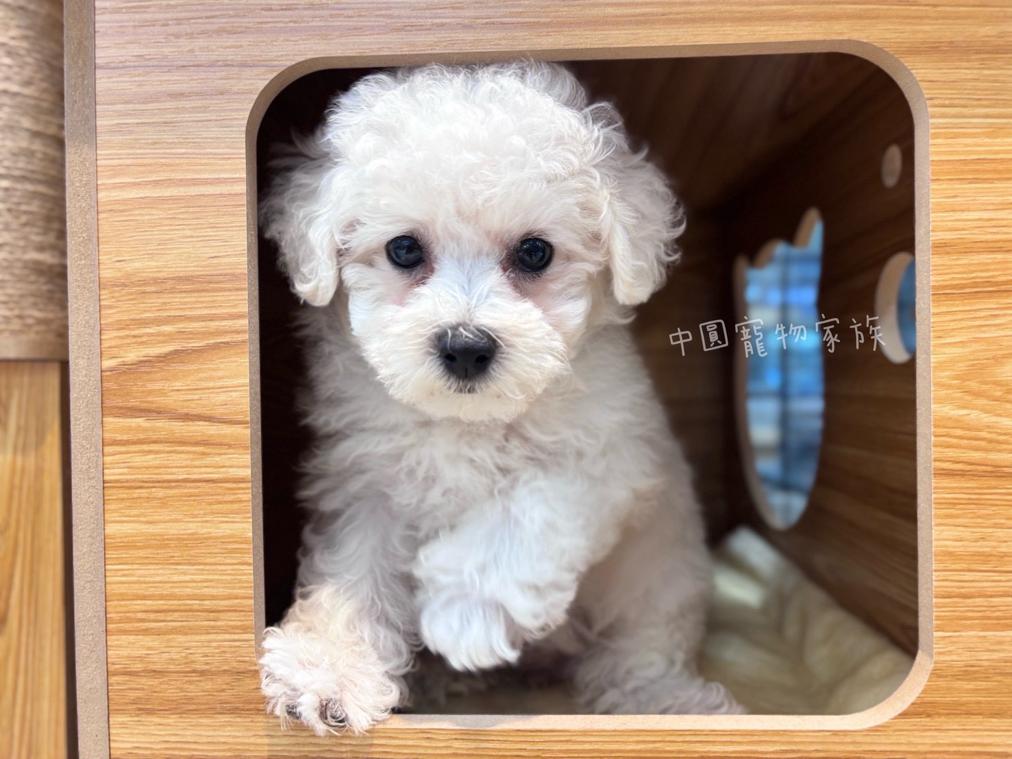 中圓寵物家族／比熊犬