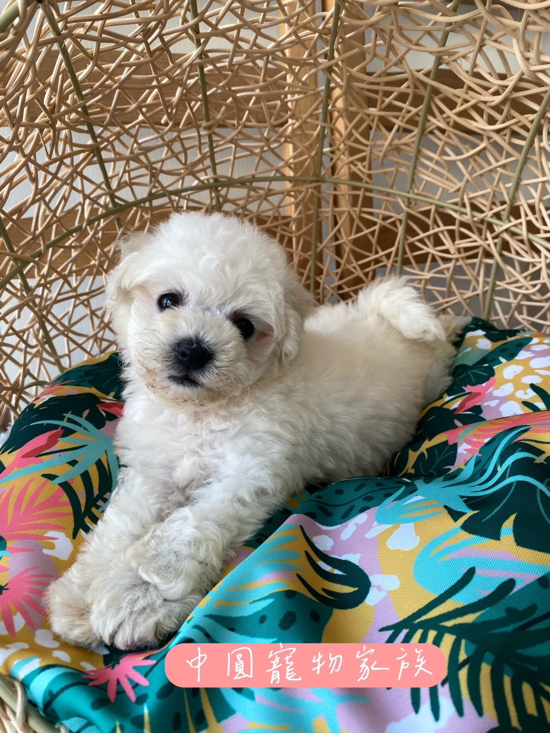 中圓寵物家族／比熊犬