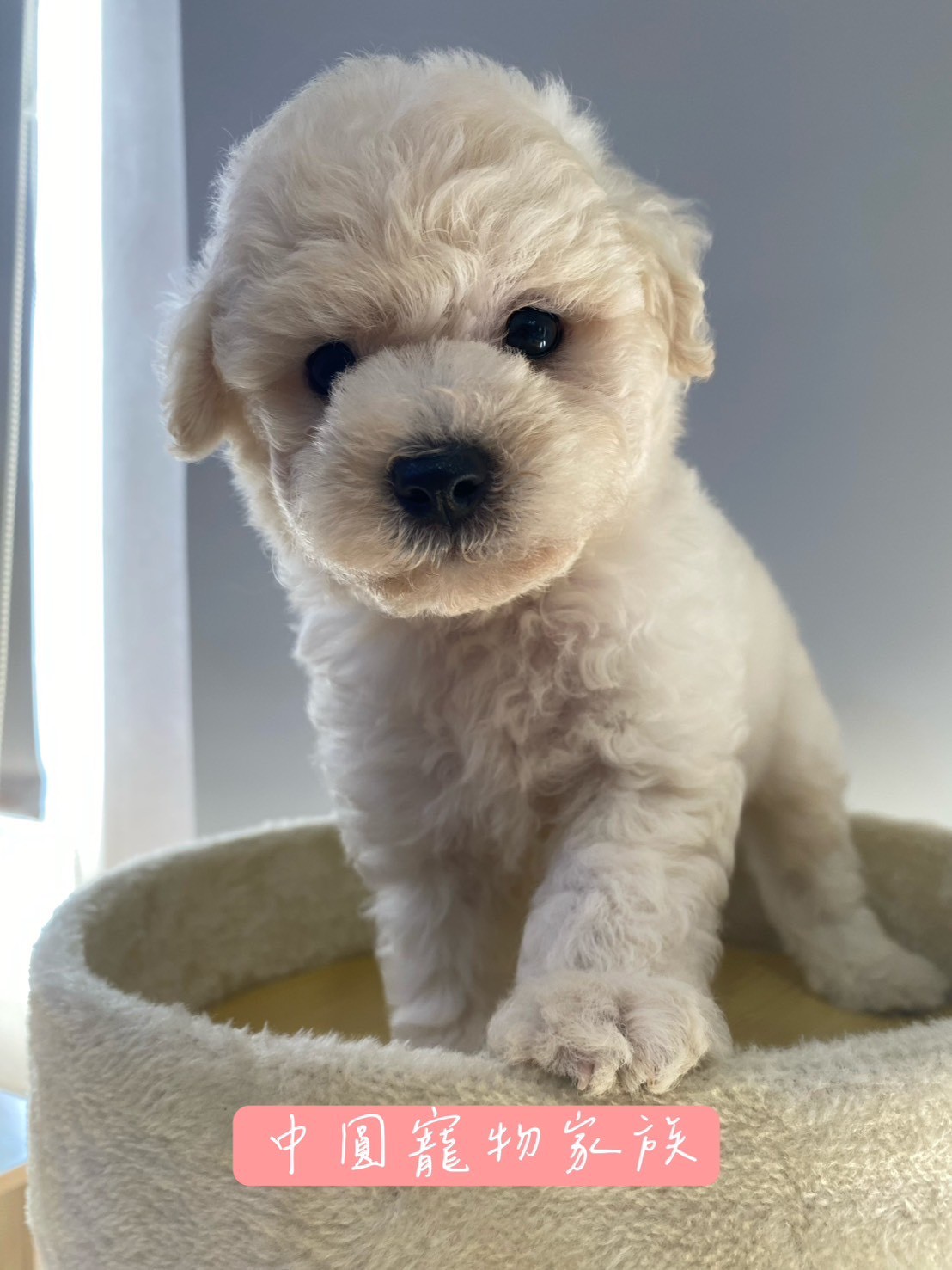 中圓寵物家族／比熊犬