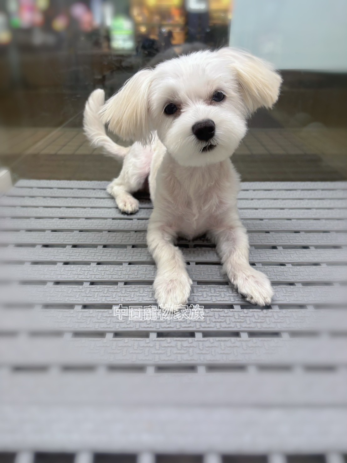 中圓寵物家族／瑪爾濟斯