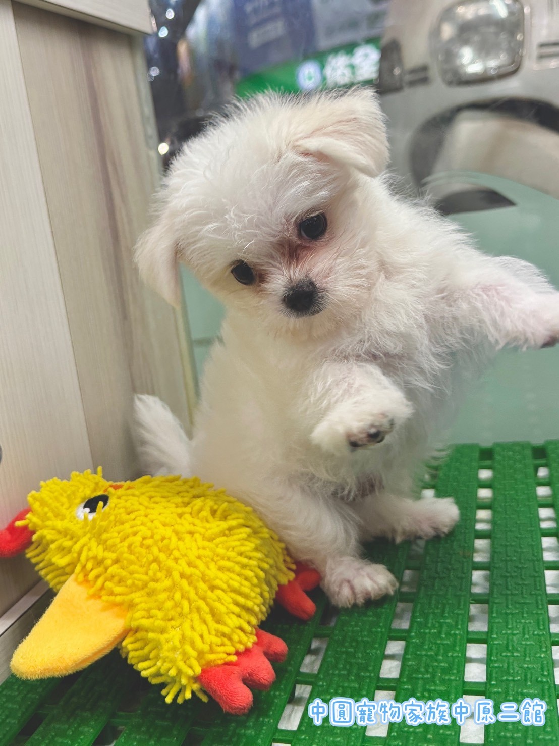 中圓寵物家族／瑪爾濟斯