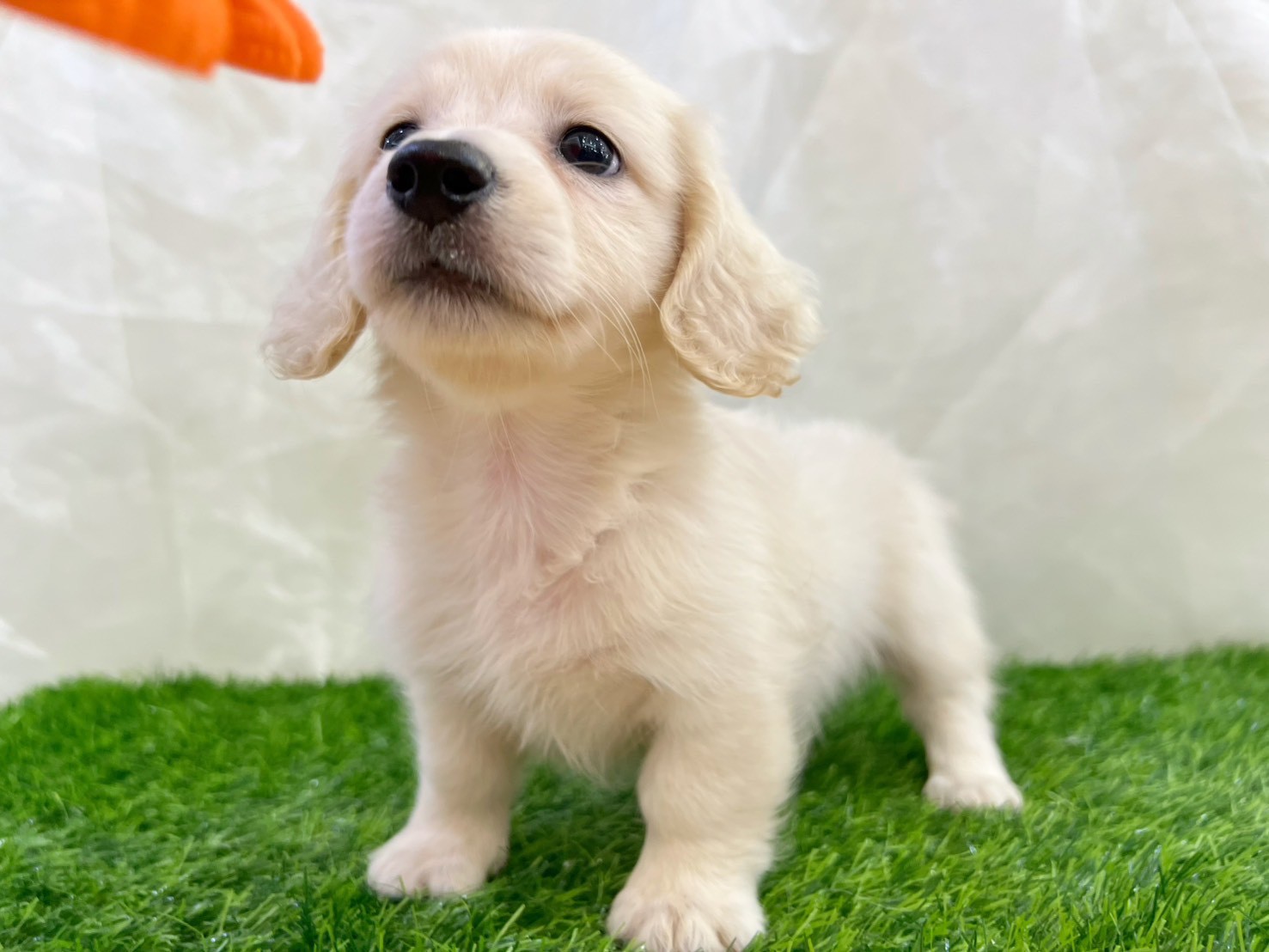 中圓寵物家族／奶油色長毛臘腸犬