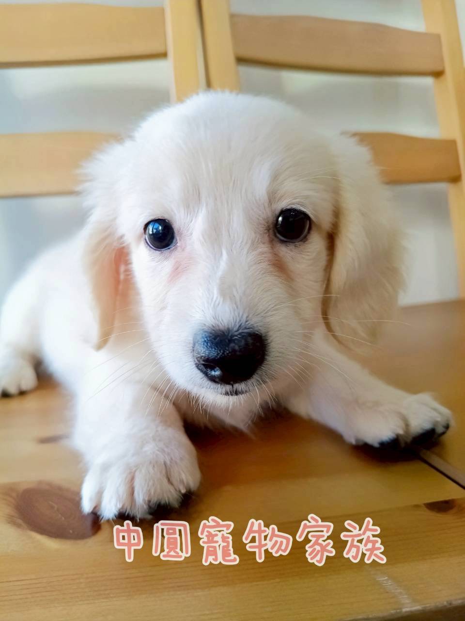 中圓寵物家族／奶油色長毛臘腸犬